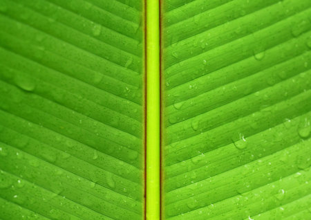 Wet banana leaf