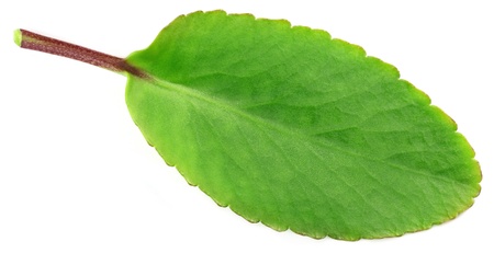 Leaf of Medicinal Kalanchoeの写真素材