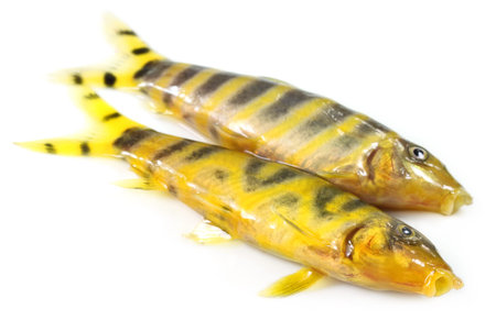 Fresh water zebra fish of Indian subcontinent