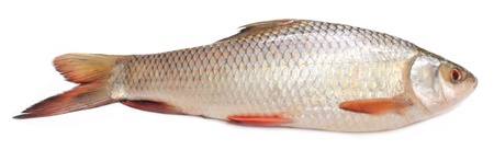 Popular Rohu or Rohit fish of Indian subcontinentの写真素材