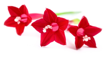 Quamoclit pennata or Tarulata flower over white backgroundの写真素材