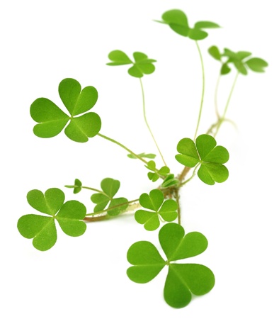 Decorative clover plant over white backgroundの写真素材