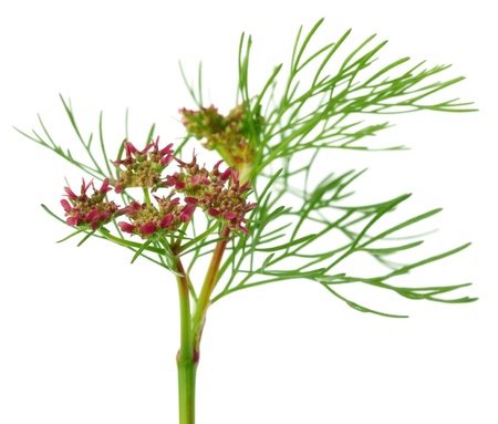 Coriander flower with leaves over white backgroundの写真素材