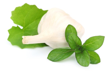 Medicinal Herbs- Mint leaves Garlic and Brahmi lataの写真素材