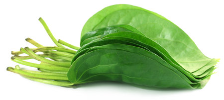 Popular edible betel leaf of Indian subcontinent