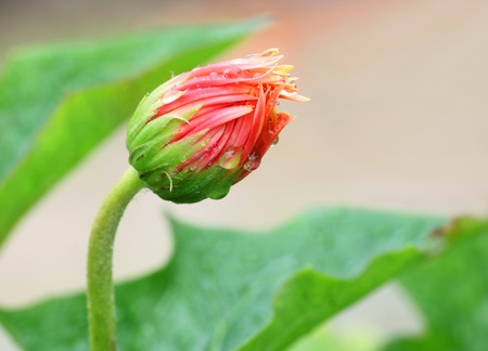Rain soaked booming gerberaの写真素材