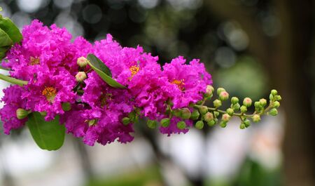 Lagerstroemia speciosa or jarul flower of Indian subcontinentの写真素材