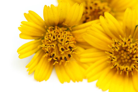 Wedelia flowerの写真素材