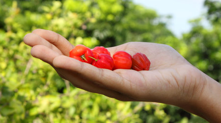 Fresh cherry on a handの写真素材