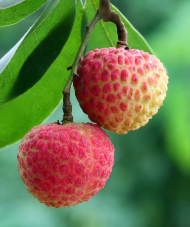 Close up of lychee on plantの写真素材