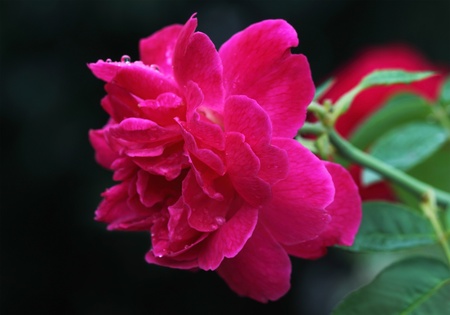 Red rose の写真素材