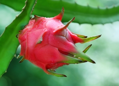 Close up of a dragon fruitの写真素材