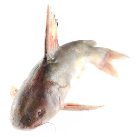 Rita fish of Southern Asiaの写真素材
