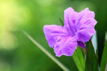 Mexican petunia の写真素材