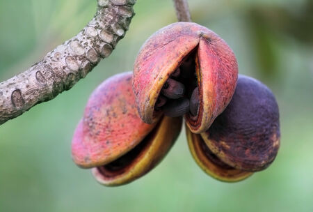 Hazel sterculia or tropical chestnutの写真素材