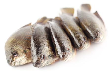 Banded gourami of Southern Asia over white backgroundの写真素材