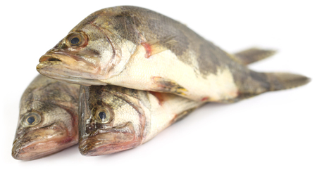 Mottled Nandus or veda fishes of Sout Asiaの写真素材