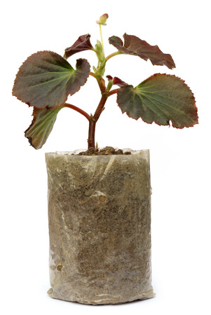 Growing seedling in a Polyethylene bag over white backgroundの写真素材