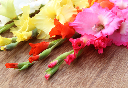 Closeup of pink orange yellow gladiolus flower with selective focusの写真素材
