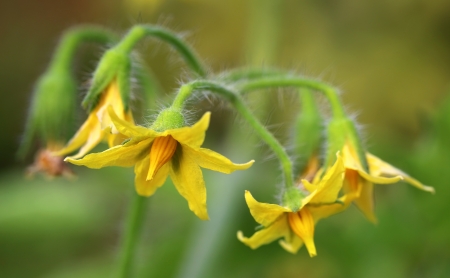 Close up of some tomato flowersの写真素材