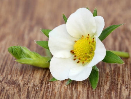 Strawberry flower on wooden surfaceの写真素材