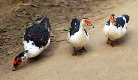 Three Muscovy Ducks outdoorの写真素材