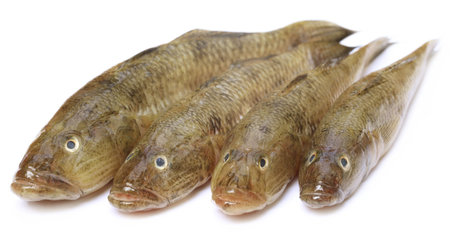 Tank goby of popular Bele fish of Indian subcontinent over white background