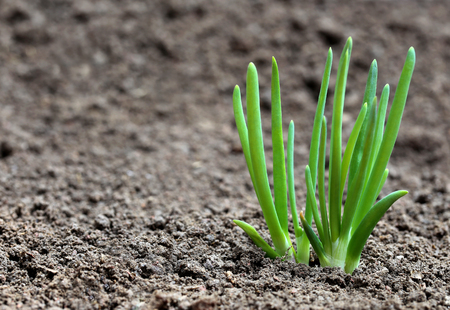 Onion plant on fertile soilの写真素材