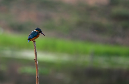 Little Kingfisher targeting for fishの写真素材