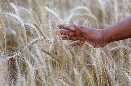 Wheat field with farmer's hand near the time of harvesting