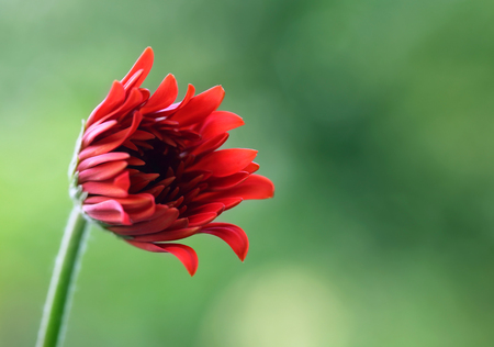Close up of Red Gerbera Flowerの写真素材