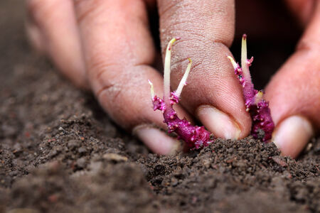 Planting potato seedling in fertile soilの写真素材