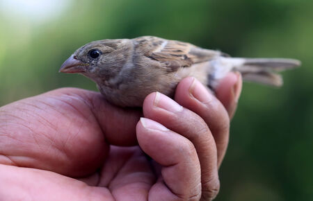 Sparrow on hand with selective focusの写真素材