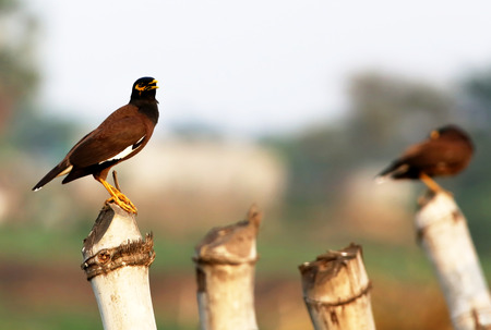 Common Myna of Indian Subcontinentの写真素材