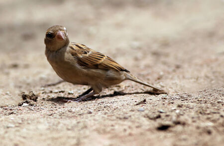 House Sparrow on groundの写真素材