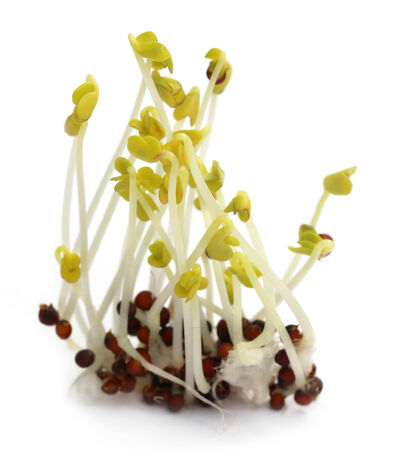 Newly germinating seedling of mustard over white backgroundの写真素材