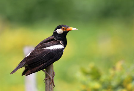 Young Asian Pied Starling sitting on a bamboo pollの写真素材