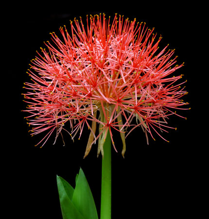 Fireball lily over Black backgroundの写真素材