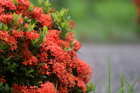 Ixora in a gardenの写真素材