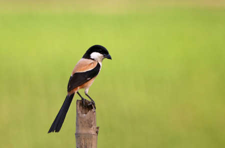 Long tailed shrike sitting on a poleの写真素材