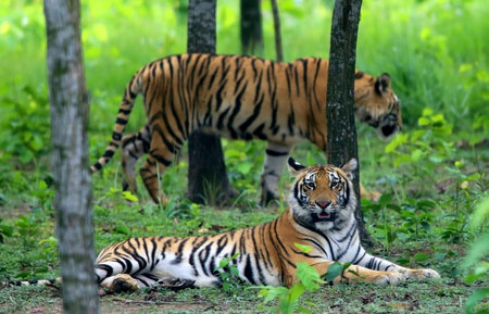 Two Bengal tigers in jungle