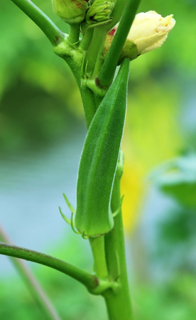 Green Okra in natureの写真素材