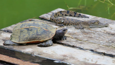 Young  turtle and crocodile with selective focusの写真素材