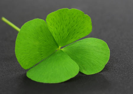 Four Leaf Clover leaf on gray surfaceの写真素材