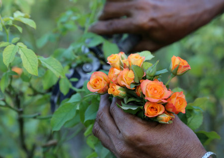 Cutting of pink roses with a secateur