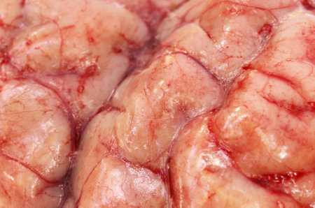 Brain of a cow closeup