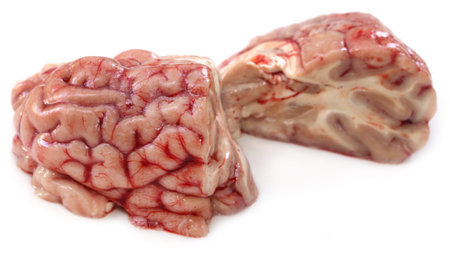 Brain of a cow over white background