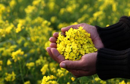 Hand holding mustard flowers in fieldの写真素材
