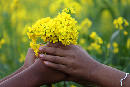Hands holding bunch of mustard flowers in a fieldの写真素材