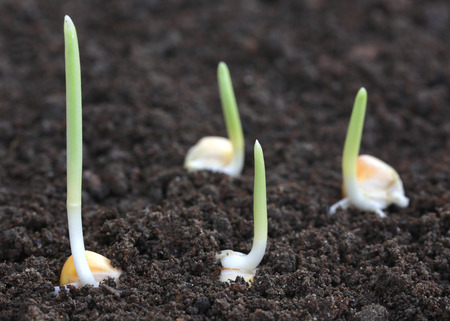 Close up of Corn germination on fertile soilの写真素材
